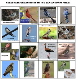 Urban Birds List