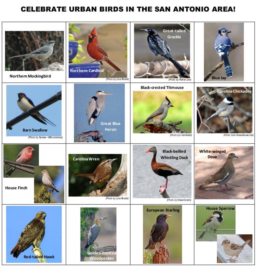 Urban Birding Friends of San Antonio Natural Areas